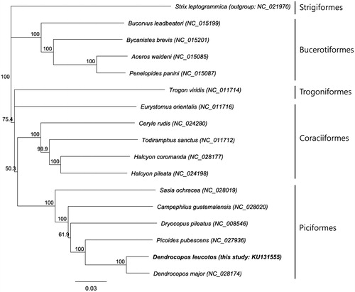 Figure 1. Neighbour joining tree based on 13 protein coding genes of mitogenomes of Piciformes including D. leucotos we sequenced (KU131555) and its related orders (Coraciiformes, Trogoniformes and Bucerotiformes). Strix leptogrammica (Strigiformes) was used as an out-group. Numbers on branches represent bootstrap supports (1000 replicates).