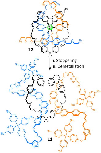 Scheme 4. (colour online) The octahedral coordination geometry of CoIII is exploited to bring together a bidentate ring and two bidentate ligand strands, which can be stoppered to produce a doubly threaded [3]rotaxane.