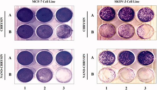 Figure 10. Colony formation assay of (A) non-treated cancer cell lines and (B) treated cells with original pure chrysin (upper lane) and modified nanochrysin loaded in PLGA-PVA (lower lane).