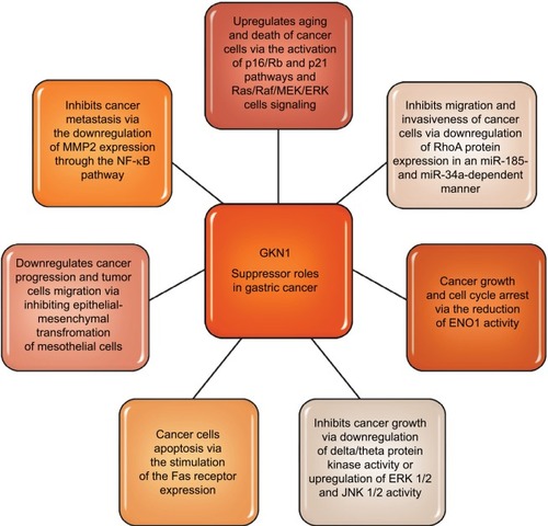 Figure 3 GKN1 suppressor roles in gastric cancer.