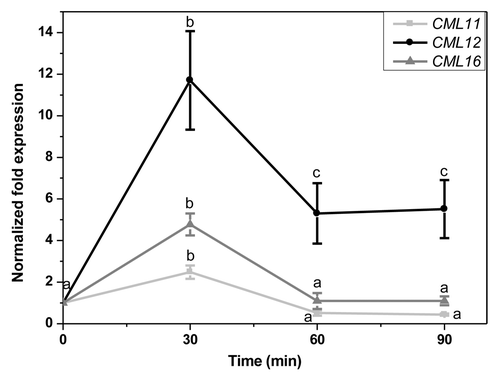 Figure 1.CML11, CML12, and CML16 transcript levels in leaves of A. thaliana 30, 60 and 90 min after treatment with Spodoptera littoralis oral secretion (OS). Leaves were elicited by pattern wheel wounding and subsequently treating the wound with 20 µL water or 1:1 diluted OS per leaf. Transcript abundance in leaves was determined by real-time PCR analysis and normalized to the plant RPS18B mRNA level. The fold change was calculated relative to control which was mechanical wounding + H2O. The graph shows x-fold induction of the mRNA levels by the S. littoralis OS relative to the levels in the H2O treated control leaves. Mean (± SE, n = 5). Different letters indicate significant differences between different time points in a single gene expression (ANOVA; p < 0.05). Comparisons between expressions of different genes are not performed.