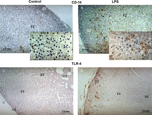 Figure 2.  Photomicrographs demonstrating (A,B) the presence and distribution of LPS recognition protein CD14 and (C,D) LPS TLR4 in the adrenal gland. (A,C) CD14- and TLR4-immunoreactive cells are present in the cortex of control adrenals and (B,D) the immunostaining of both increased strongly after LPS (5 mg/kg, i.p.) injection. C, Capsule; GZ, glomerulosa zone; FZ, fasciculata zone; RZ, reticularis zone; MZ, medullary zone. The arrows indicate some of the representative immunostained (dark) cells. Hematoxylin-stained cell nuclei are prominent.