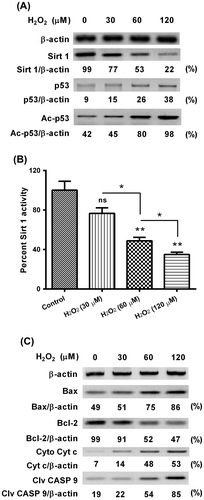 Fig. 2. Western blot analysis of Sirt 1, p53 acetylation, and apoptosis-associated proteins in the MC3T3-E1 osteoblast cells subject to H2O2.