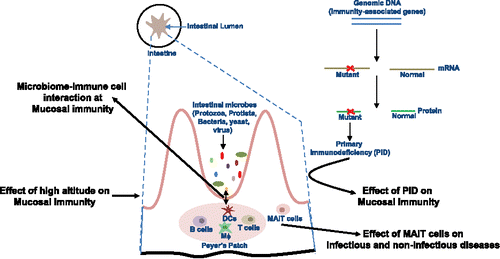Figure 1. Intrinsic and extrinsic factors affecting Gut microbiome and immune cells interaction at gastrointestinal tract: Macrophages, M; Dendritic cells, DCs; Mucosa-associated invariant T (MAIT) cells.