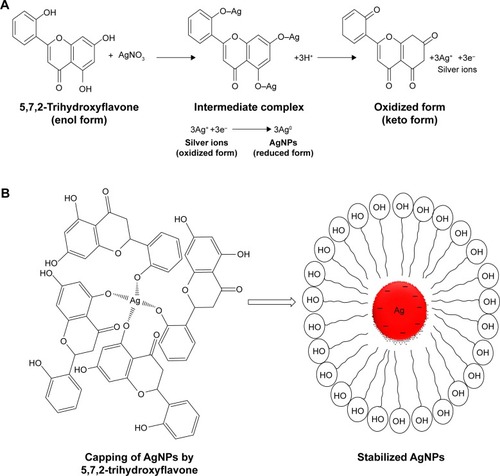 Figure 8 Mechanistic scheme of biomimetic synthesis of AgNPs.Notes: (A) Redox reaction showing mechanism of reduction of Ag+ into Ag0 by using 5,7,2-trihydroxyflavone. (B) Capping and stabilization of AgNPs by hydroxyl groups of 5,7,2-trihydroxyflavone.Abbreviation: AgNPs, silver nanoparticles.