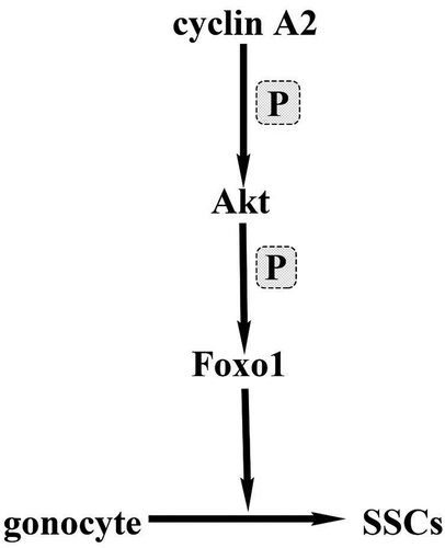 Figure 6. Cartoon depicting the possible molecular mechanism of cyclin A2 function in the gonocyte-SSC transition. In this model, cyclin A2 directly regulates Akt activation in a phosphorylation–dependent manner and activated Akt regulates the localization of Foxo1 through phosphorylation.