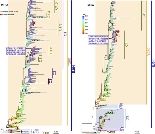 Figure 6. Phylogenetic trees of HA and NA genes of H9N2 AIVs in mainland China. H9N2 viruses isolated in this study are marked by orange asterisks and their sequence names are listed next to the asterisks in blue color. Human H9N2 from public databases are labeled by red stick figures of humans. Tips of each tree were colored by the isolation year of the corresponding tip taxa. Bars on the right represent multiple established lineages and clades given tree topology and genetic relationship. Numbers on the branches represent the support of corresponding clades.