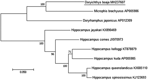 Figure 1. Phylogenetic tree showing the relationship among D. boaja and 9 other species of Syngnathidae based on maximum-likelihood (ML) approach. Numbers behind each node denote the bootstrap support values. The GenBank accession numbers are indicated on the right side of species names.