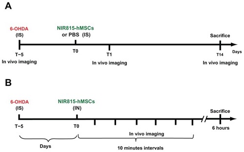 Figure 1 Schematic representation of the experimental paradigms. (A) Intrastriatal transplantation of NIR815 human mesenchymal stem cells in 6-OHDA-lesioned animals. (B) Intranasal infusion of NIR815 human mesenchymal stem cells in 6-OHDA-lesioned animals.Note: See Materials and Methods section for detailed description.Abbreviations: 6-OHDA, 6-hydroxydopamine; IS, intrastriatal; IN, intranasal; PBS, phosphate-buffered saline; hMSCs, human mesenchymal stem cells.