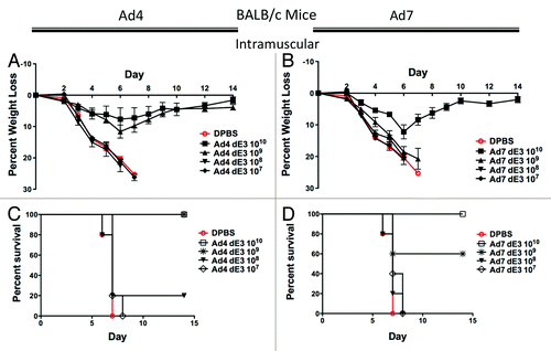 Figure 2. Protection by systemic intramuscular immunization in BALB/c mice. Groups of 5 female BALB/c mice were immunized intramuscularly with 10-fold serial dilutions of Ad4 or Ad7 expressing the centralized HA1-con hemagglutinin gene. Three weeks after immunization the mice were challenged with 100 MLD50 of mouse-adapted influenza A/PR/8/34. Protection against weight loss and survival induced by the Ad4 vaccine is shown in A and B, respectively. Protection against weight loss and survival induced by the Ad7 vaccine is shown in C and D, respectively. Mice that lost 25% of baseline body weight were humanely euthanized.