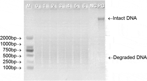 Figure 2. Representative gel electrophoresis of total DNA extracted from UHT milk at different storage stage. M = DM 2000 marker; 0–6 represents the storage time (month) of UHT milk; NC = negative control; PC = positive control.Figura 2. Electroforesis en gel representativa del ADN total extraído de la leche UHT en diferentes etapas de almacenamiento. M = marcador DM 2000; 0–6 representa el tiempo (mes) de almacenamiento de la leche UHT; NC = control negativo; PC = control positivo