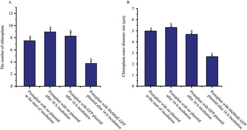 Figure 7. Comparison of the number and the size (outer diameters) of chloroplasts in protoplasts that were transfected with plasmid at the start of incubation and after 16 h of incubation, protoplasts that were transfected with no-fused GFP plasmid and MeMinE-GFP plasmid at start of incubation and after 16 h of incubation.Different chloroplasts from different protoplasts were averaged and the statistical significance of differences between treatments and control was analyzed using the Student’s t-test. Same letters indicate no statistical difference at P > 0.05 among samples. n = 279 chloroplasts in 39 protoplasts that were not transfected with plasmid at the start of incubation, 300 chloroplasts in 39 protoplasts that were not transfected with plasmid after 16 h of incubation, 168 chloroplasts in 25 protoplasts that were transfected with no-fused GFP plasmid after 16 h of incubation, 70 chloroplasts in 27 protoplasts that were transfected with MeMinE-GFP plasmid after 16 h of incubation. Bars indicate the mean ± SE.