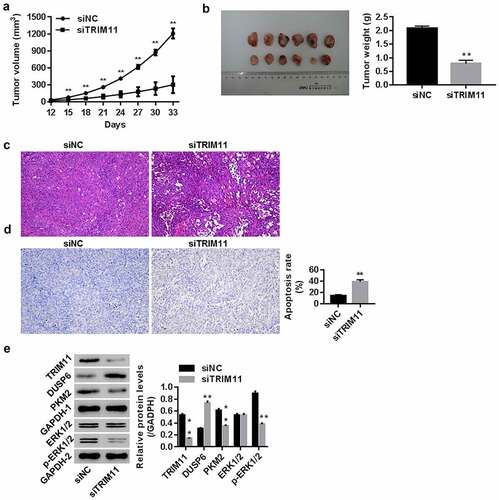 Figure 6. Knockdown of TRIM11 inhibited the tumorigenicity of A549 cells in a xenograft model. Nude mice were injected with siNC/siTRIM11-transfected A549 cells (5 × 106 cells, 100 μl) (n = 6 in each group). (a) Tumor volume (mm3) from the 12th to 33rd day; (b) tumor weight (g) on the 33rd day; (c) histopathology images of the tumor determined using HE, and (d) apoptosis in the tumor was analyzed by TUNEL staining. (e) Protein levels of TRIM11, DUSP6, PKM2, and ERK1/2 in tumors, assessed by western blot. **P < .01 vs. siNC