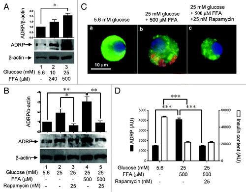 Figure 6.(A) Dose-dependent effects of nutrients on ADRP expression. Rat islets (100) were cultured for 4 days in cCMRL-1066 containing 5.6 mM glucose, 10 mM glucose + 240μM FFAs, or 25 mM glucose + 500 μM FFAs. Samples were processed for Western blotting and quantitated by densitometry. β-actin was used as a protein loading control. Data are the means ± SEM of n = 3 experiments. (B) Glucose and FFAs synergize in increasing mTORC1-mediated ADRP expression. Rat islets (100) were cultured for 4 days in cCMRL-1066 under various conditions as indicated. Samples were processed for western blotting and quantitated by densitometry. β-actin was used as a protein loading control. Data are the means ± SEM of n = 3 experiments. (C) ADRP expression and insulin content in single β-cells determined by immunohistochemistry. Dispersed rat islet cells (105) were cultured for 4 days in cCMRL-1066 containing 5.6 mM glucose, 25 mM glucose + 500 μM FFAs, or 25 mM glucose + 500μM FFAs + 25 nM rapamcyin. After treatment, cells were processed for immunostaining. Representative images of β-cells under the three conditions are shown [insulin (green), nuclei (blue), and ADRP (red)]. (D) The bar graph shows the average intensities of DyLight 647 for insulin and Dylight 488 for ADRP, respectively, of a total of ~80 β-cells per condition from three independent experiments.