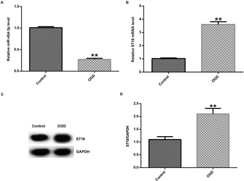 Figure 3. Expression of miR-454-3p and ST18 in primary rat neuronal cells induced by OGD. (A) Expression of miR-454-3p detected by qRT-PCR 24 h after OGD induction; (B) mRNA expression of ST18 detected by qRT-PCR; (C) protein expression of ST18 detected by Western blot assay; (D) ratio of ST18 protein level/GAPDH protein level. **p<.01 versus control group.