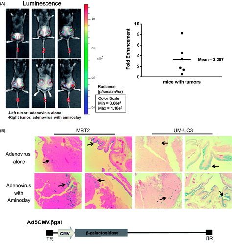 Figure 4. Enhanced infectivity of the adenovirus/aminoclay complex to a MBT-2 xenograft. (A) Subcutaneous MBT-2 tumors in C3H were implanted and were intratumorally injected with Ad5CMV luciferase of 5 × 108 PFU alone or plus 500 μg of aminoclay. Bioluminescence was detected using the IVIS system (Perkin Elmer). ROI values of luminescence produced from luciferase gene expression and were presented as fold changes compared to adenovirus alone. (B) MBT-2/Luc bladder orthotopic tumors were implanted and tumor formations generating luminescence were confirmed, as described in the Methods. Tumors in the bladder were treated with Ad5CMVβgal of 5 × 108 PFU alone or together with aminoclay of 500 μg. After 24 h, whole bladder organs were fixed with 1% formaldehyde and were sliced for β-gal assays. Ad5CMVβgal infectivity to tumors inside the bladder was compared under an inverted microscope (10× magnification).