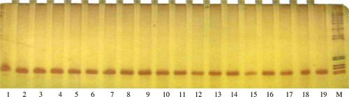 Figure 4.  PCR products amplified with the reported primers (P2 and P3), separated on 8% polyacrylamide gels and stained with AgNO3. *The length of PCR products was 60 bp in all samples. Products were digested by DdeI, XhoI and HaeIII restriction enzymes, but no reported restriction maps appeared.