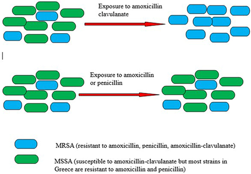 Figure 3 Antibiotic selection pressure leads to methicillin-resistance. Figure 3, depicts that exposure to amoxicillin-clavulanate may allow the emergence of methicillin-resistant S. aureus (MRSA) over methicillin-sensitive S. aureus (MSSA). Similarly, exposure to other antibiotics (cephalosporins, clindamycin, macrolides, fluoroquinolones and fusidic acid) to which MRSA is more likely to be resistant compared to MSSA may also favor the emergence of MRSA.
