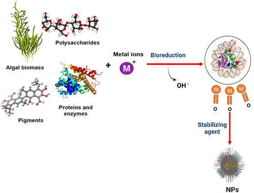 Figure 1 Green biosynthesis of nanoparticles using algae.