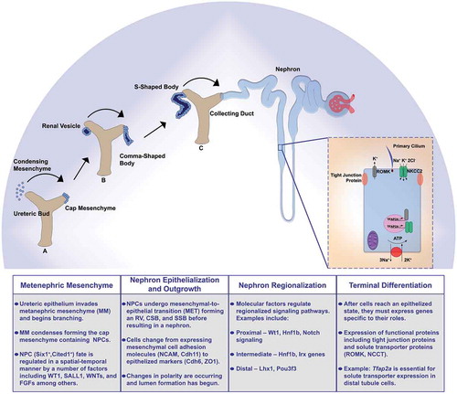 Figure 1. Summary schematic of key nephrogenesis steps