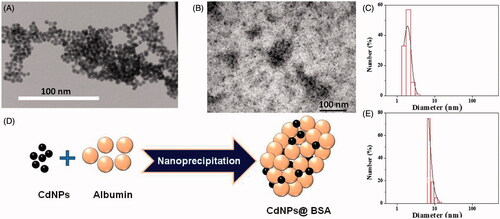 Figure 1. (A) TEM image of CdNPs (right) and negatively stained CdNPs@BSA (left). (B) Schematic representation for synthesis of CdNPs@BSA. (C) Particle-size distribution histogram of CdNPs, mean diameter = 2 nm (P.D.I = 0.44) and (D) Schematic representation for synthesis of CdNPs@BSA. (E) Particle-size distribution histogram of free BSA, mean diameter = 7.5 nm (P.D.I = 0.38).