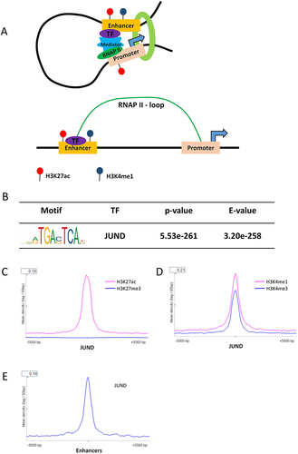 Figure 1 JUND specially enriched on the enhancer of Hela cell line. (A). A hypothetical model of the activated enhancers in Hela cell line. (B) Motif of JUND significantly enriched in the enhancers of Hela cell line. The optimal enrichment p-value of the motif according to the statistical test, adjusted for multiple tests using a Bonferroni correction. The E-value is the adjusted p-value multiplied by the number of motifs in the motif file. (C) The distance of peak regions of H3K27ac and H3K27me3 from the JUND binding sites in Hela cell line. (D) The distance of peak regions of H3K4me1 and H3K4me3 from the JUND binding sites in Hela cell line. (E) The distance of JUND binding sites from the activated enhancers of Hela cell line.