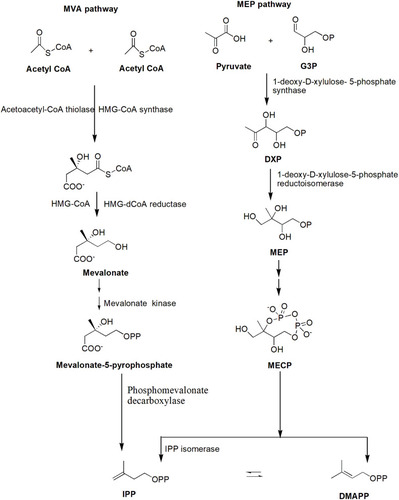 Figure 4 MVA and MEP pathways for the synthesis of IPP.