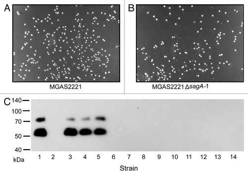 Figure 5. (A andB) Pictures for colonies of MGAS2221 (A) and its MGAS2221ΔsagA-1 (B) under the reversed background. (C) Western blot for detecting the M protein for the stability of the emm-downregulating phenotype of MGAS2221ΔsagA-1. The mutant and MGAS2221 were passed on THY agar plates for 8 times. After the last passage, GAS bacteria were collected from plates and plated on THY agar plate at appropriate dilution, and 3 (lanes 3–5) and 9 (lanes 6–14) colonies were randomly picked from the MGAS2221 and MGAS2221ΔsagA-1 samples, respectively, for western blotting analyses. Lanes 1 and 2 are the starting MGAS2221 and MGAS2221ΔsagA-1, respectively.