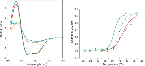 Figure 3.  Circular dichroism spectroscopy of wildtype and mutant NaChBac. (a) Spectra of wildtype (green) and mutant (red) proteins at 25°C, and wildtype (cyan) and mutant (orange) protein at 94°C. Error bars shown for the 25° spectra represent one standard deviation in the measurements. (b) Thermal (melt) scans of wildtype (green, solid line▾), wildtype plus mibefradil (green, dashed line▴), mutant (red, solid line ▪) and mutant plus mibefradil (red, dashed line •) proteins, monitored at 222 nm. The sigmoidal fits were produced using Origin 6.0.