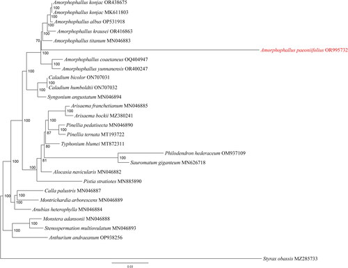 Figure 3. Maximum-likelihood (ML) phylogenetic tree of Amorphophallus paeoniifolius (in red) and 26 other complete chloroplast genome sequences. The best-fit model according to the Bayesian information criterion (BIC) was GTR + F + R4. Numbers at each node represent the bootstrap values for 1000 replicates. A. paeoniifolius is marked in red. The following sequences were used: Amorphophallus paeoniifolius OR995732 (this study) Amorphophallus konjac OR438675 (Li et al. Citation2024), Amorphophallus konjac MK611803.1 (Hu et al. Citation2019), Amorphophallus albus OP531918 (Shan et al. Citation2023), Amorphophallus krausei OR416863 (Yin and Gao Citation2023b), Amorphophallus titanum MN046883 (Abdullah et al. Citation2021), Amorphophallus coaetaneus OQ404947 (Gao et al. Citation2023), Amorphophallus yunnanensis OR400247 (Yin and Gao Citation2023a), Caladium bicolor ON707031 (Ye et al. Citation2022), Caladium humboldtii ON707032 (Ye et al. Citation2022), Syngonium angustatum MN046894 (Henriquez et al. Citation2020a), Arisaema franchetianum MN046885 (Henriquez et al. Citation2020a), Arisaema bockii MZ380241 (Yi et al. Citation2021), Pinellia pedatisecta MN046890 (Henriquez et al. Citation2020a), Pinellia ternata MT193722 (Cai et al. Citation2020), Typhonium blumei MT872311 (Low et al. Citation2021), Philodendron hederaceum OM937109 (Nah et al. Citation2024), Sauromatum giganteum MN626718 (Kim et al. Citation2020), Alocasia navicularis MN046882 (Henriquez et al. Citation2020a), Pistia stratiotes MN885890 (Quan and Chen Citation2020), Calla palustris MN046887 (Henriquez et al. Citation2020a), Montrichardia arborescens MN046889 (Henriquez et al. Citation2020a), Anubias heterophylla MN046884 (Henriquez et al. Citation2020a), Monstera adansonii, MN046888 (Henriquez et al. Citation2020a), Stenospermation multiovulatum MN046893 (Henriquez et al. Citation2020b), Anthurium andraeanum OP938256 (Wan et al. Citation2023), and Styrax obassia MZ285733 (Song et al. Citation2020).