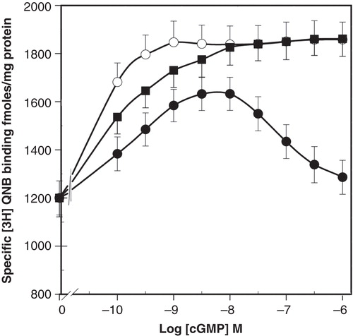 Figure 2. Effect of PDE inhibitors on [3H]QNB binding in of plasma membranes from BTSM. Binding experiments were carried out at 37°C as described in Methods in the presence of 2–4 µg of membrane proteins, 1,500 pM [3H]QNB, 5 mM MgCl2, 5 mM ATP and (•) increasing concentrations of cGMP or (▪) the specific inhibitor of PDE V, zaprinast (100 nM) or (○) the non-specific inhibitor of PDEs, IBMX (10 μM). Each point represents the mean ± SE of four different membrane preparations assayed in triplicate.