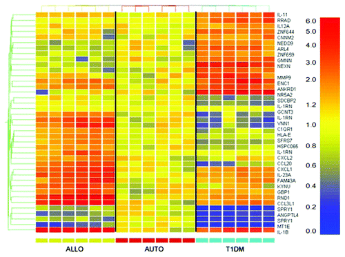 Figure 3. class prediction analysis of islets exposed to type 1 diabetic serum. One representative experiment was chosen for class prediction analysis to establish a list of genes that could differentiate the serum conditions based on gene expression changes. Samples were normalized to the mean of the autologous condition. Yellow reflects unchanged expression, blue reflects downregulation and red reflects upregulation.