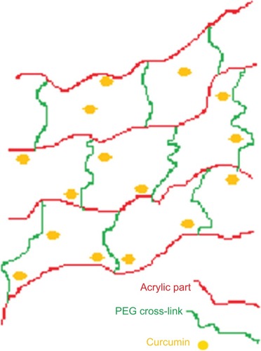 Figure 11 Schematic representation of polyethylene glycol cross-linked acrylic hydrogels.