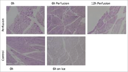 Figure 1. Intracellular glycogen staining with PAS (Periodic acidðSchiff stain) of muscle tissue at the time of amputation (0h) and after 6 h of preservation on ice or in our perfusion device. After 6 h on ice, de-coloration indicates consumed intracellular glycogen and therefore loss of cellular energy supply.