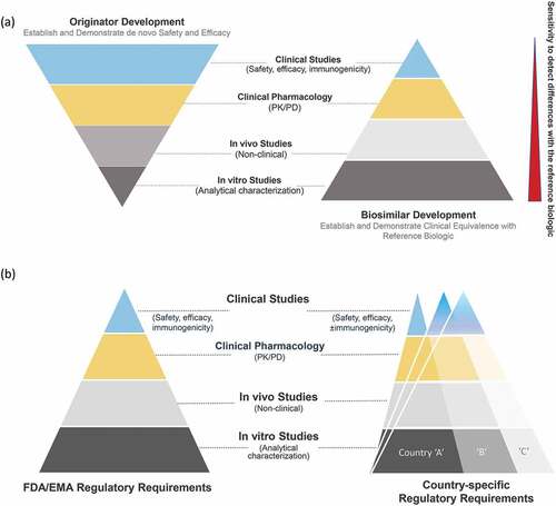 Figure 2. (a) Development pathway of biosimilars vs innovators. (b) Understanding different regulatory nuances of different countries are complex.