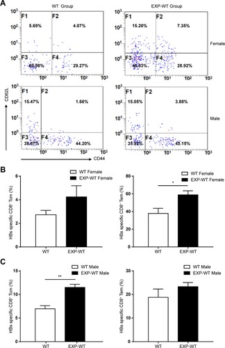 Figure 5. More HBs-specific CD8+ memory T cells in the liver of EXP-WT mice were detected than WT mice. (A) Central memory T cells (Tcm) and effector memory T cells (Tem) in HBs-specific CD8+ T cells in the livers of WT mice (left) and EXP-WT mice (right) were analysed by flow cytometry after 7 days HBsAg stimulation. (B) Analysis of the percentage of Tcm and Tem in HBs-specific CD8+ T cells in the liver of two groups of female mice. (C) Statistical analysis of the percentage of Tcm and Tem in HBs-specific CD8+ T cells in the liver of two groups of male mice. *P < .05; **P < .01.