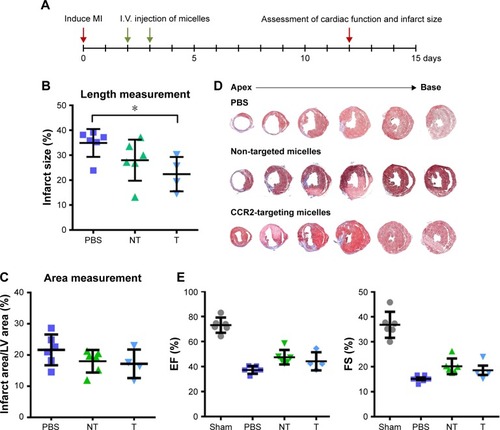 Figure 5 (A) Schematic depicting the timeline of MI induction and treatment with CCR2-targeting and plain micelles containing a CCR2 small molecule antagonist. (B) Infarct area quantified by length, *P<0.05 by one-way ANOVA followed by Dunnett’s test. (C) Infarct area expressed as percentage of LV area and total area. (D) Masson trichrome staining (12 days after MI) of sequential heart sections of mice treated with PBS, non-targeted micelles, and CCR2-targeting micelles. (E) EF % and FS % 12 days post MI of mice treated with PBS (n=6), non-targeted micelles (NT, n=6), and CCR2-targeting micelles (T, n=4). Sham-treated mice served as controls. Data are presented as mean ± SD.Abbreviations: EF, Ejection fraction; FS, fractional shortening; LV, left ventricular; MI, myocardial infarction.