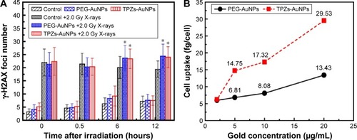 Figure 6 The dependence of γ-H2AX foci and cell uptake of gold nanoparticles.Notes: (A) The numbers of γ-H2AX foci in AuNPs-pretreated HepG2 cells under X-ray irradiation at different times post-irradiation. (B) The dependence of uptake of PEG-AuNPs and TPZs-AuNPs by HepG2 cells on coculture concentration. *P<0.05 versus control group, determined by the two-tailed Student’s t-test.Abbreviations: AuNPs, gold nanoparticles; PEG-AuNPs, polyethylene glycol-capped gold nanoparticles; TPZs-AuNPs, thioctyl tirapazamine-modified gold nanoparticles.
