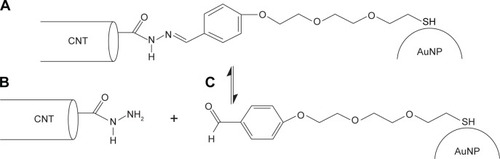 Figure 1 (A) Chemical structure of the CNT functionalized by AuNP using the linker N′-[(E)-(4-{2-[2-(2-sulfanylethoxy)ethoxy]ethoxy}phenyl)methylidene] formic hydrazide. (B) CNT fragment after hydrolysis of the hydrazone bond. (C) AuNP fragment after hydrolysis of the hydrazone bond.Abbreviations: CNT, carbon nanotube; AuNP, gold nanoparticle.