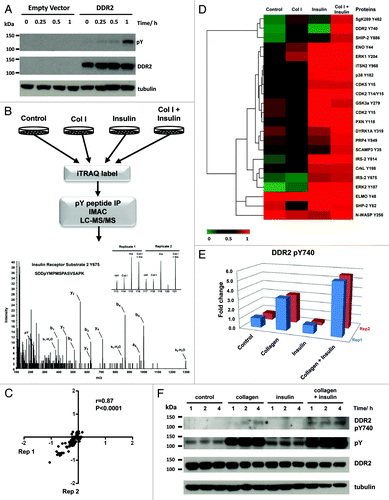 Figure 1. (A) Immunoblot of DDR2 activation from 0–60 min after stimulation with 20 µg/ml of collagen I. HEK293 control cells do not endogenously express DDR2. Cells engineered to express DDR2 display robust tyrosine phosphorylation upon exposure to collagen I. (B) Schematic of phosphoproteomic experimental strategy. HEK293-DDR2 cells were stimulated with acid (control), collagen I and/or insulin. Cells were then lysed, proteins digested and the resultant peptides were labeled with iTRAQ 8-plex isobaric reagents. Labeled peptides were subjected to phosphotyrosine immunoprecipitation and IMAC enrichment prior to LC/MS/MS. Phosphopeptides were sequenced and quantified as described in the methods. Mass spectrum of IRS2 Y675 highlights the peak areas for the iTRAQ 8-plex marker ions which enable quantification of phosphorylation levels for each condition. Experiments were performed in two biological replicates. (C) Scatterplot to illustrate the reproducibility of biological replicate experiments with log 10 iTRAQ ratios for the phosphoproteomic data. (D) Hierarchical clustering analysis of phosphoproteomic data comprising of 22 phosphorylation sites by Euclidean distance. Each column represents the relative phosphorylation levels in each of the four stimulation conditions (average of two biological replicates) normalized to the co-stimulation of collagen I and insulin. (E) Plot of the two biological replicates of DDR2 Y740 upon stimulation with collagen I and/or insulin. Measurements are expressed relative to the acid control. (F) Immunoblot of DDR2 phosphorylation in HEK293-DDR2 cells across 1 to 4 h after stimulation with the indicated ligands show that phosphorylation of DDR2 Y740 and total receptor tyrosine phosphorylation levels (4G10 antibody) are increased when co-stimulated with collagen and insulin compared with collagen I alone.