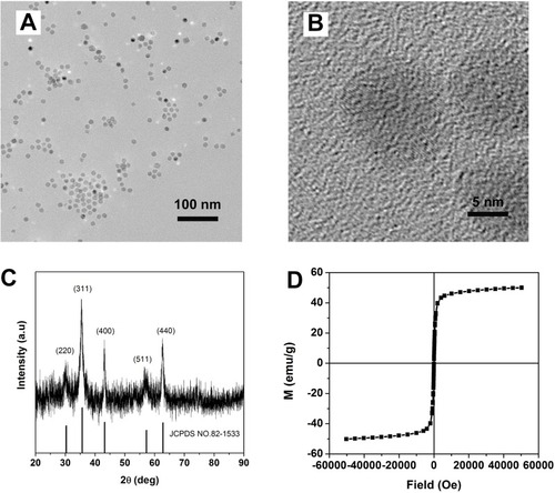 Figure 1 Characteristic of IO nanoparticles. (A) TEM and (B) HRTEM images of Fe3O4  nanoparticles. (C) XRD analysis of IO nanoparticles, indicating the typical magnetite diffractogram pattern. (D) M-H curve of IO.Abbreviations: IO, iron oxide; TEM, transmission electron microscopy; HRTEM, high-resolution TEM; XRD, X-ray diffraction.