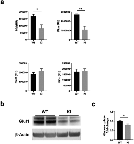 Figure 3. β2-integrin-deficient BM-DCs display reduced expression of glycolytic enzymes and glucose transporters as well as reduced glucose uptake. (a) Expression of Pfkl, Pkm, Hif1α and Phd3, b) protein level of Glut1 and c) glucose uptake in WT and β2-integrin KI BM-DC were determined by using a) qRT-PCR (n=3–5), (b) Western blotting (n=5) or (c) luminescence-based Glucose Uptake-Glo™ Assay kit (n=4) as described in the Materials and Methods. P-values are shown as <0.05*, <0.01**.