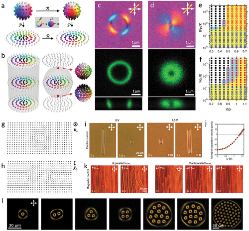 Figure 3. 2D skyrmions and skyrmion bags. (a) Skyrmions in R2 (bottom) can be mapped bijectively from field configurations in S2 (top) through stereographic projections (\pp). The Neel-type (bottom-left) and bloch-type (bottom-right) skyrmions are related by a rotation (ℛ) of vectors. The vector orientations are shown as arrows colored according to their orientations in target space S2. (b) A translationally invariant skyrmion along its symmetry axis (left) and a skyrmion terminating at point defects due to boundary conditions (right). The detailed nr in spheres around the point defects are shown. (c) Experimental polarizing optical micrograph (top) and 3PEF-PM images in horizontal and vertical cross-sections (bottom) of a 2D skyrmion. d=0.8 µm and p\~1 µm. (d) Experimental polarizing optical micrograph (top) and 3PEF-PM images in horizontal and vertical cross-sections (bottom) of a toron. d=1.05 µm and p=1 µm. (e,f) Structural stability diagrams of skyrmion, toron, and the uniform state with elasticity of one-constant approximation (e) and 5CB (f). Blue, red, and black squares indicate stable 2D skyrmion, toron, and uniform state. Filled (unfilled) squares indicate the uniform (translationally invariant configuration; TIC) state is the lower energy state, and a yellow (cyan) background indicates the solitons have lower (higher) energies than the uniform unwound state. (g,h) Skyrmions embedded in a uniform far field n0 (g) and a helical field background with a constant helical axis χ0 (h), respectively. (i) Snapshots of polarizing optical micrographs of a helical-background skyrmion terminating at a pair of monopoles (defects) at different voltages. (j) Separation velocity of the monopole-antimonopole pair vs. the applied voltage U. (k) Snapshots of polarizing optical micrographs of two monopoles connected by a skyrmion in the helical background of a chiral LC ferromagnet moving close to or away from each other when an external magnetic field H is applied parallel or antiparallel to magnetization ms, the average mr within the skyrmion, respectively. (l) polarizing optical micrographs of skyrmion bags S(1) to S(4), two stable conformations of the S(13) bag, and the S(59) bag. Nsk=0,1,2,3,12,12,58, respectively. (a–f) Reproduced from ref [Citation3]. (g–K) Reproduced from ref [Citation38]. (l) Reproduced from ref [Citation4]. All with permission.