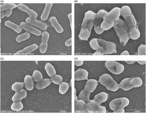 Figure 11. FE-SEM images of normal E. coli cells (A), 1 × MBC AgNPs treated E. coli cells (B), normal S. aureus cells (C), 1 × MBC AgNPs treated S. aureus cells (D).