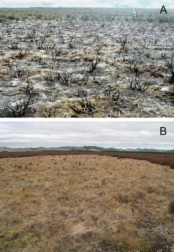 Figure 4  Frost flatheathland burnt by a lightning-induced natural fire at Rangitaiki, central North Island, New Zealand. A, March 1995, one year after fire; loamfield. B, March 2009, 15 years after fire; lichenfield dominated by Cladia retipora.