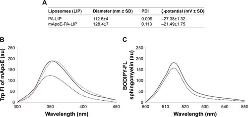 Figure 1 Characterization of LIPs.Notes: (A) Size, polydispersity, and ζ-potential values of PA-LIPs and mApoE-PA-LIPs determined by dynamic light scattering and interferometic Doppler velocimetry. (B) Fluorescent spectra of Trp-mApoE peptide in solution (red line), after incubation with LIPs (dark line) or after mApoE-PA-LIPs purification (dark dotted line). (C) Fluorescent spectra of BODIPY-FL C12-sphingomyelin embedded in LIPs before (−) and after purification (•••).Abbreviations: LIPs, liposomes; PA, phosphatidic acid.