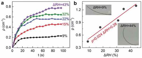 Figure 4. (a) Evolution of moisture-induced curvature (ρ) of a bent membrane with time (t) under different relative humidity differences (ΔRH). (b) A relationship of the ρ versus ΔRH. The insets show the bent membranes at ΔRH = 9% and 44%, respectively