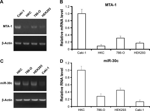 Figure 2 Expression of miR-30c is inversely associated with MTA-1 in kidney or ccRCC cell lines.