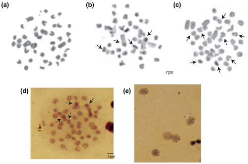 Figure 1. Metaphase and interphase cell images of Upeneus moluccensis from the north-eastern Mediterranean: (a) Giemsa staining, (b) C-banding, (c) GTG-banding (d) AgNOR staining and (e) AgNOR interphase cell. Arrows indicate the first metacentric and second subtelocentric chromosomes with non-pericentromeric blocks, positive heterochromatic GTC regions and NORs respectively.