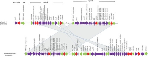 Figure 3 Schematic map of the genetic context of resistance gene regions in pAcSW19-2. The resistance genes are indicated by red arrows, the mobile genes are indicated by the green arrows and other function genes are indicated by the purple arrows. Gray areas between open reading frames (ORFs) denote nucleotide identities with the similarity context.